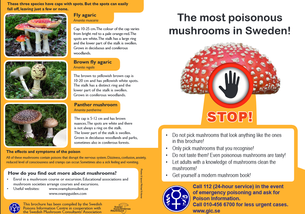 The most poisonous mushrooms in Sweden!