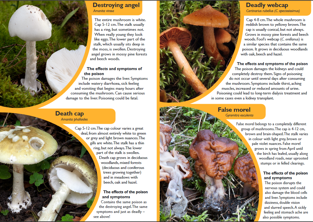 The most poisonous mushrooms in Sweden!